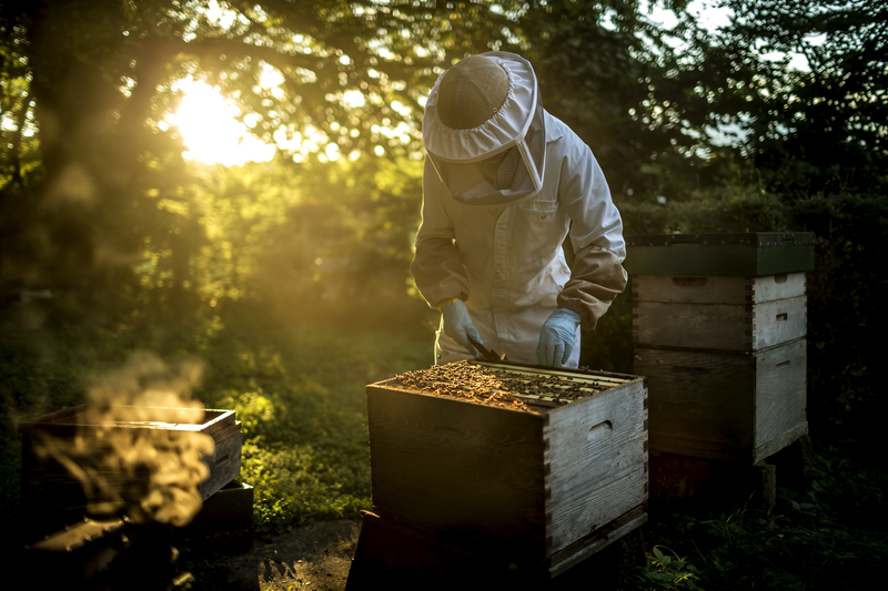 pure honey extraction at madhudhara 