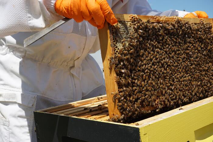 honey farming