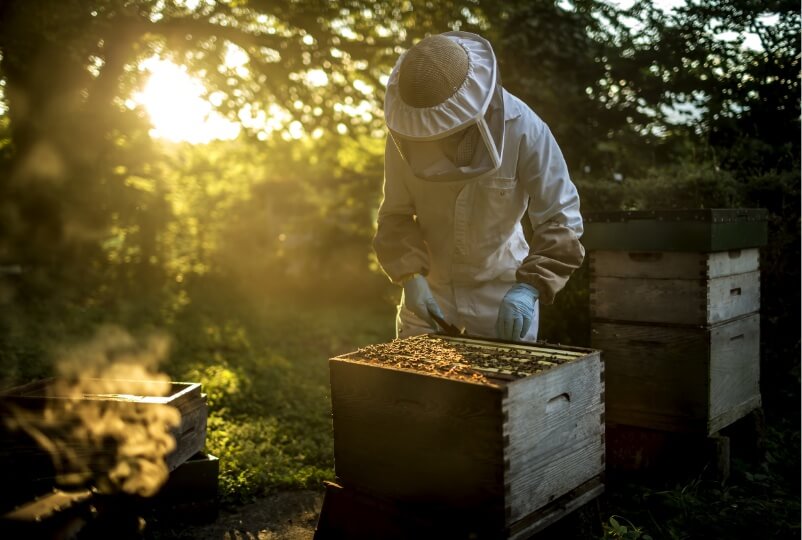 hives to your home image